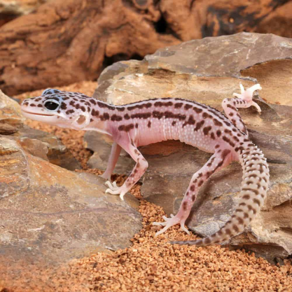 Baby Super Snow Leopard Gecko