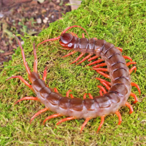 Centipedes, Millipedes & More