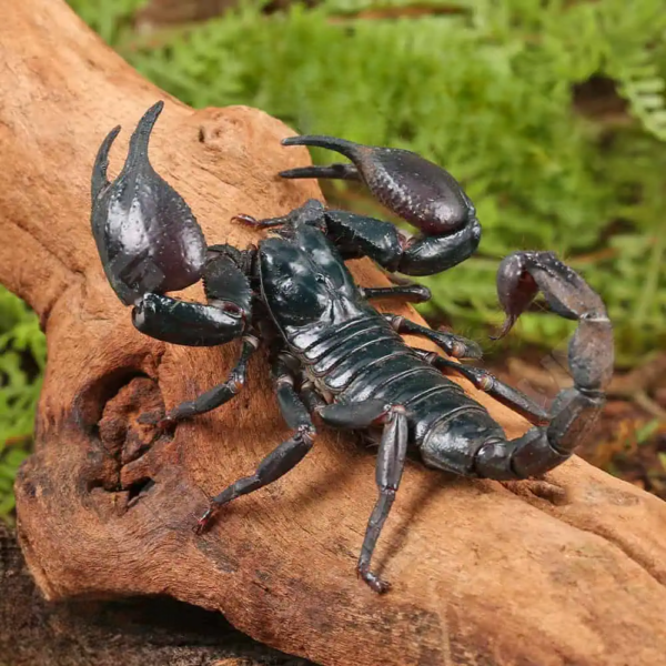 Asian Forest Scorpion