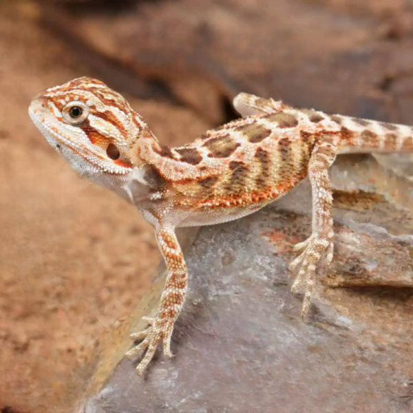 Baby Inferno Bearded Dragon (4 – 5″)