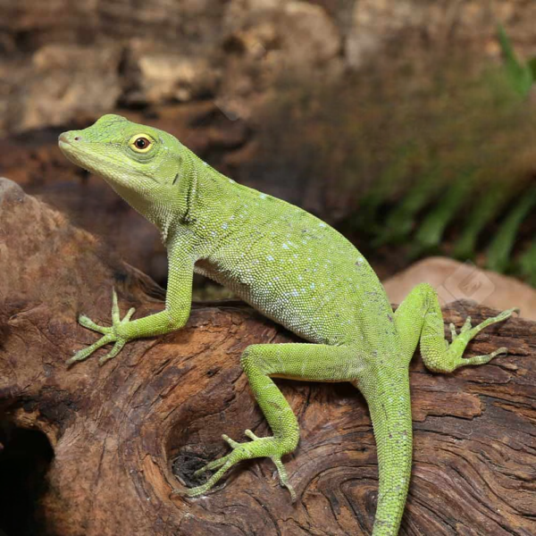 Neotropical Green Anole - Image 2