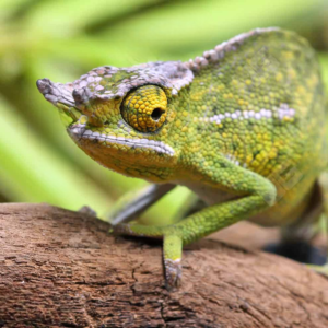 Canopy Chameleon