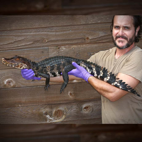 Dwarf Caiman - Image 2