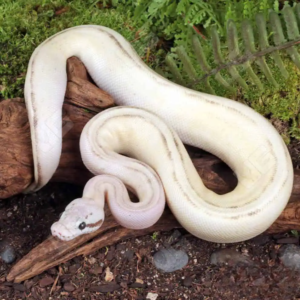 Ball Pythons