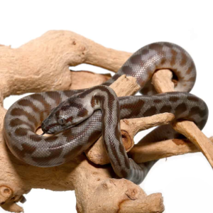 Carpet Pythons
