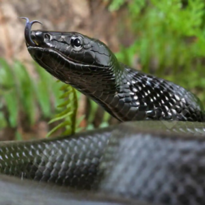 Cornsnakes & Ratsnakes