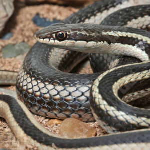 Garter, Gopher, Bull, & Pine Snakes