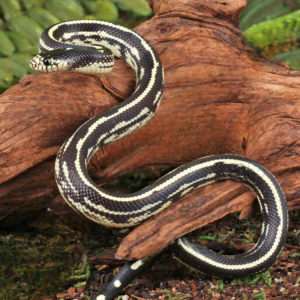 Kingsnakes