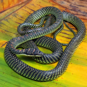 Other Snakes