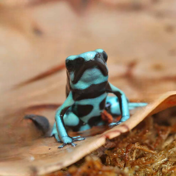 C.B. Green And Black Auratus Dart Frog