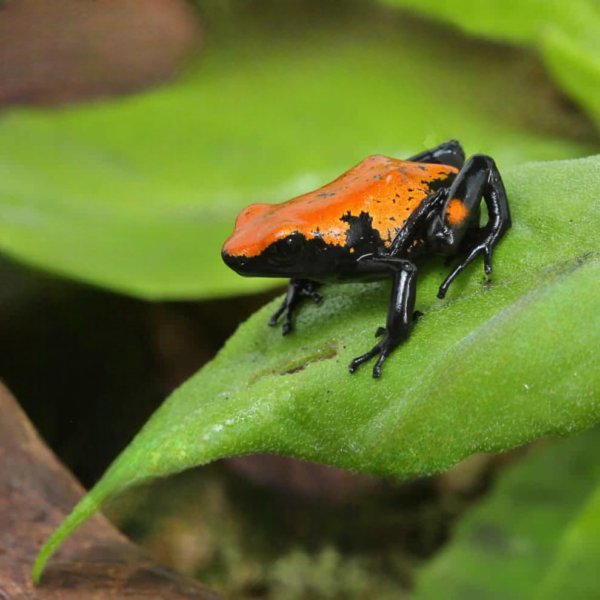 Orange Splashback Dart Frog for sale.