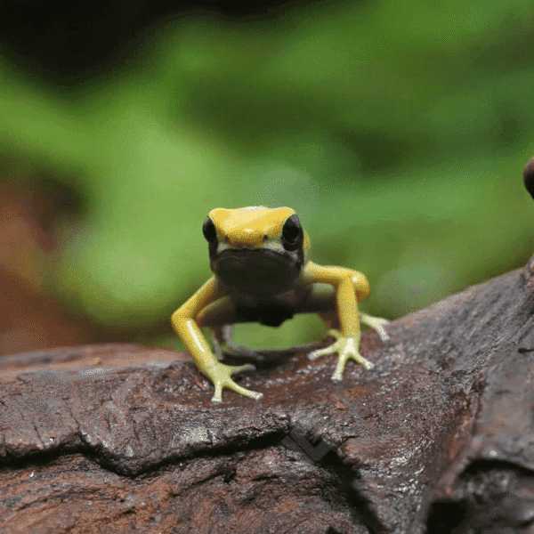 Matecho Tinctorius Dart Frog for sale. - Image 2