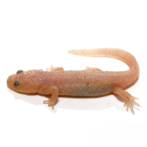 Leucistic Spanish Ribbed Newt