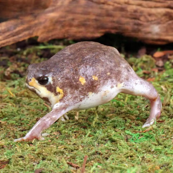 Mozambique Rain Frog for sale.