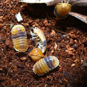Isopods