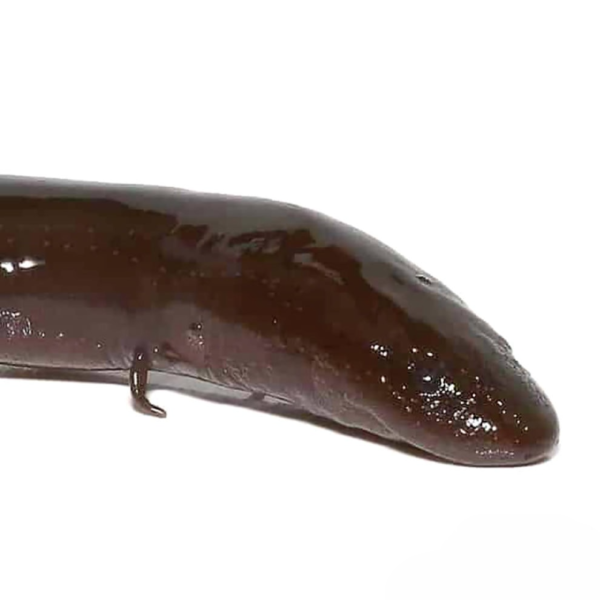 Two Toed Amphiuma for sale. - Image 2