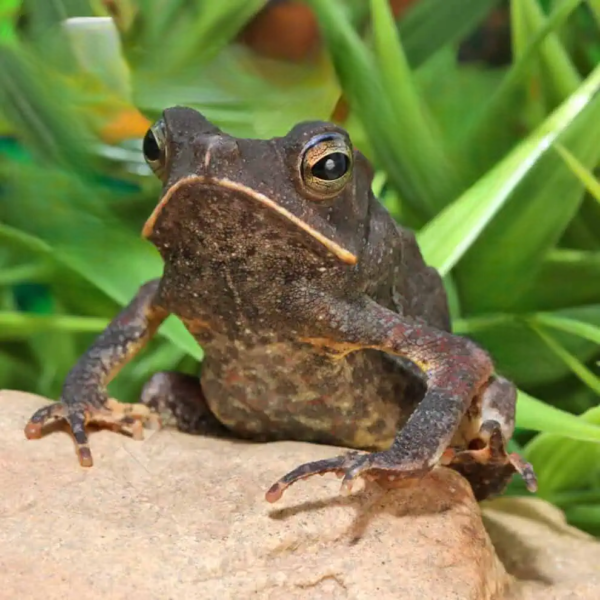 we have Crested Toad for sale. - Image 2