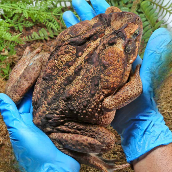Suriname Giant Marine Toad for sale. - Image 5