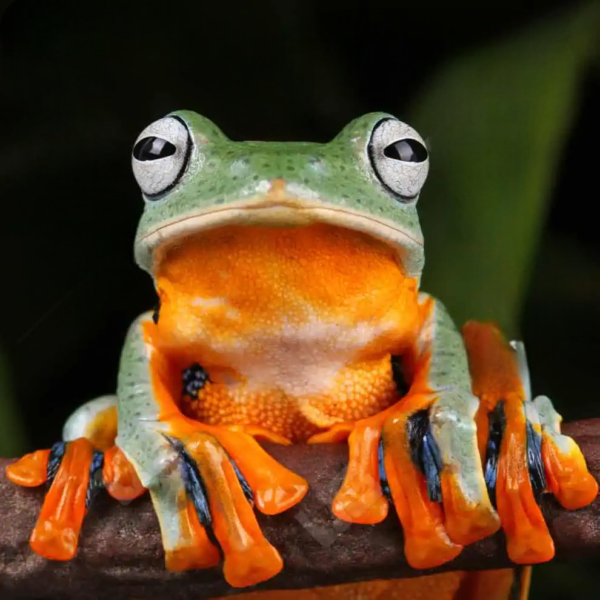 Black Webbed Flying Frog for sale. - Image 4