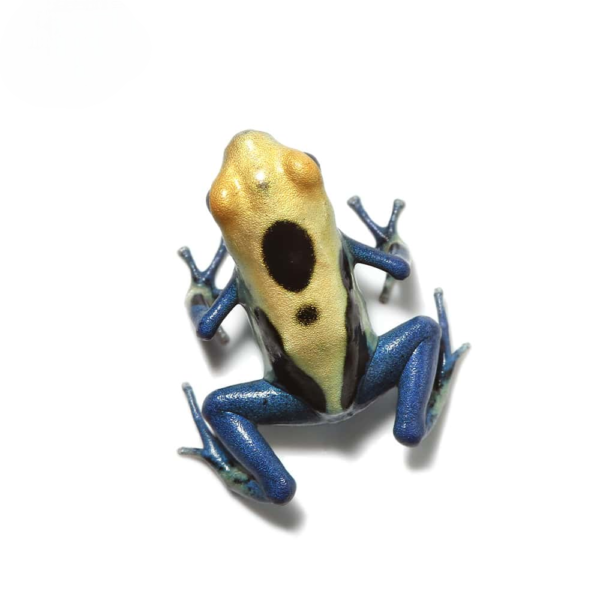 C.B. Patricia Tinctorius Dart Frog