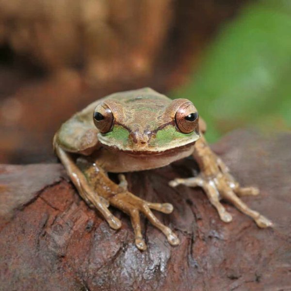 Masked Tree Frog for sale. - Image 4