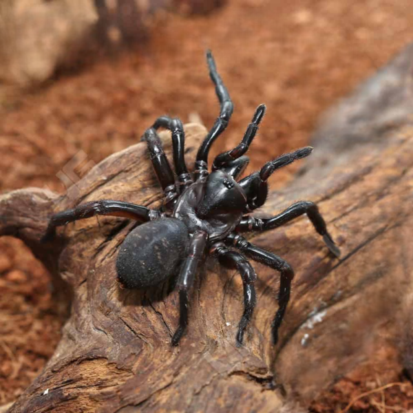 Thai Funnel Web Spider for sale. - Image 2