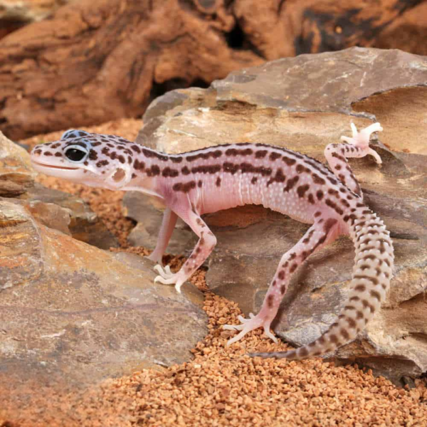 Baby Super Snow Leopard Gecko - Image 2