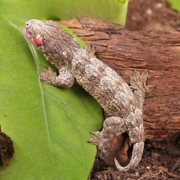 Poindimie x Mt. Khogis Leachianus Gecko - Image 4