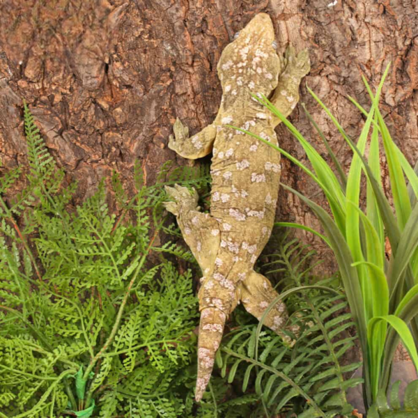 Neon High Pink Pine Island Leachianus Gecko