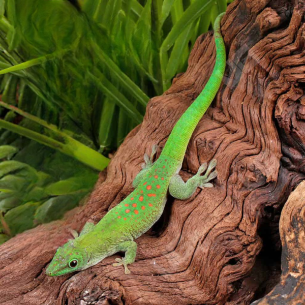 Koch’s Giant Day Gecko for sale. - Image 5