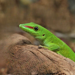 Adult Crimson Giant Day Gecko