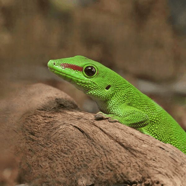 Adult Crimson Giant Day Gecko