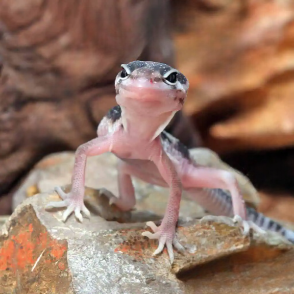 Baby Mack Snow Leopard Gecko - Image 4