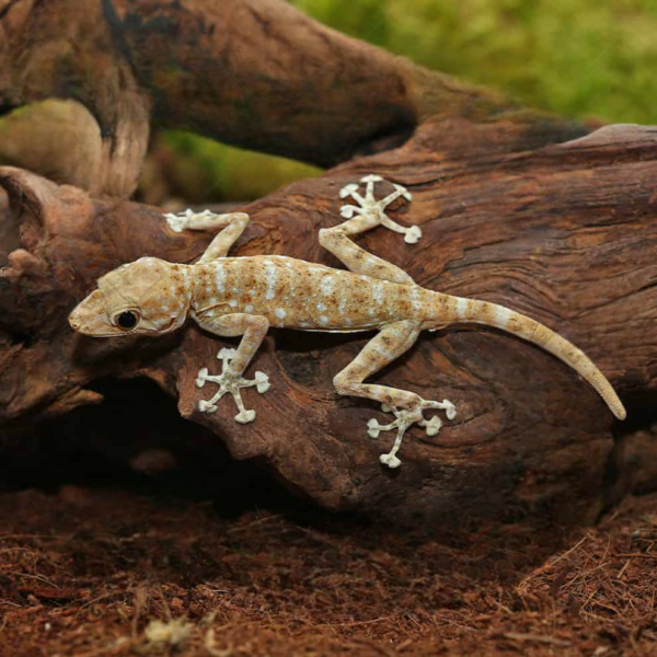 We have Fan Foot Gecko for sale. - Image 4