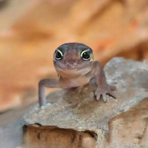 African Fat Tailed Gecko - Image 5