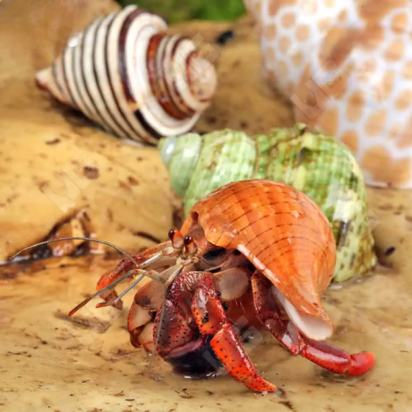 Purple Pincher Hermit Crab for sale. - Image 2