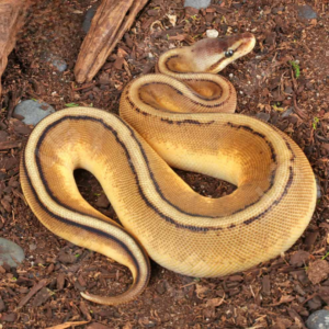 Blood Pythons