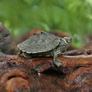 Turtles