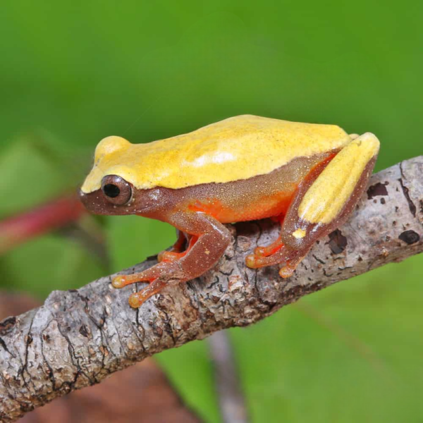 Patternless Triangle Tree Frog - Image 3