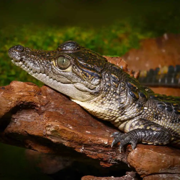 Morelet’s Crocodile for sale.