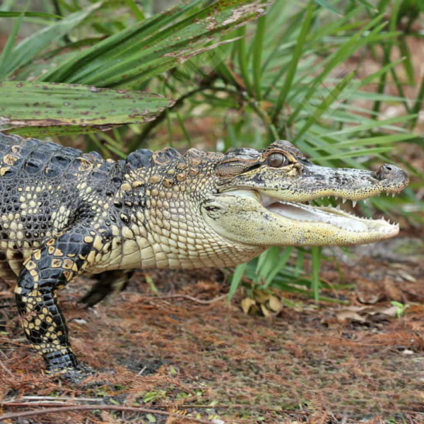 American Alligator “Chomper” for sale.