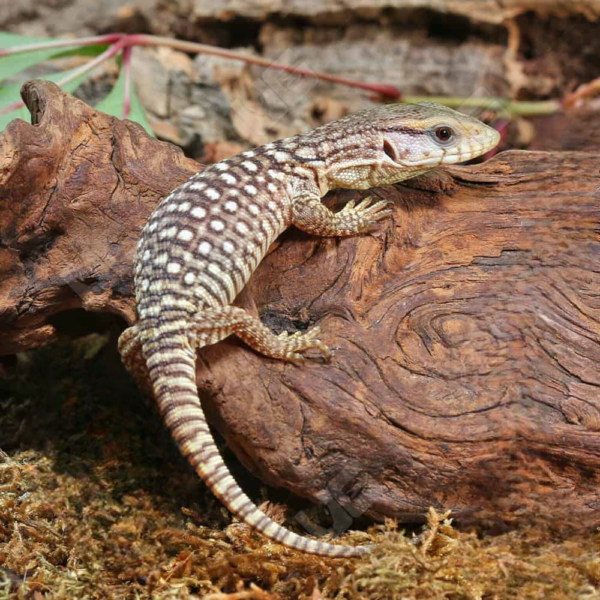 Baby Savannah Monitor for sale. - Image 3