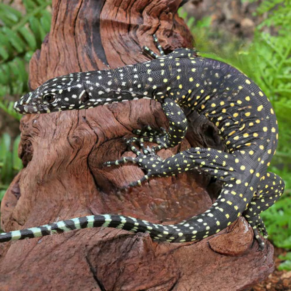 Baby Jayapura Pastel Blue Tail Monitor - Image 3