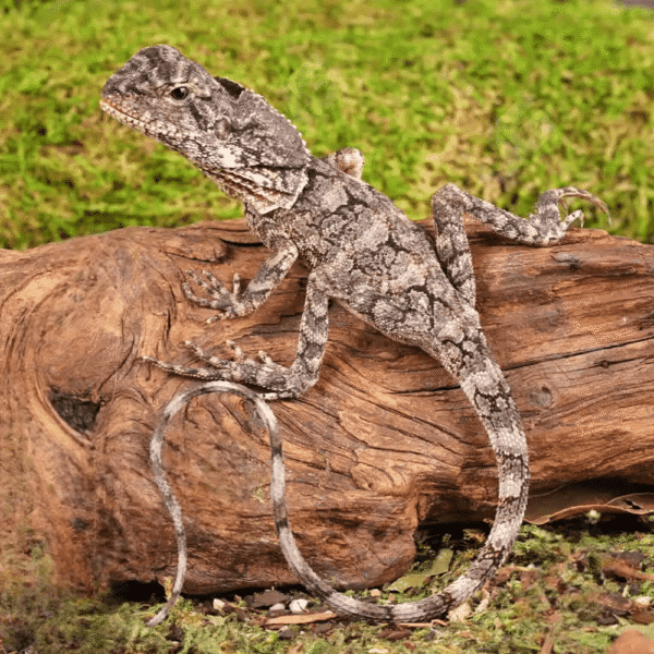 We have a Baby Frilled Dragon for sale. - Image 4