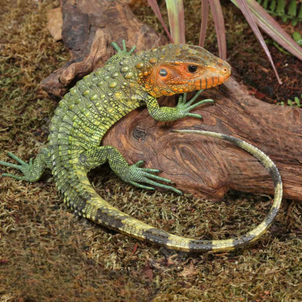 Baby Caiman Lizard for sale. - Image 3