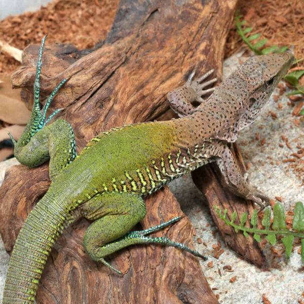 We have Green Ameiva Ameiva for sale sale. - Image 2
