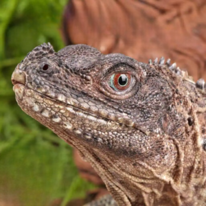Adult Weber’s Sailfin Dragon for sale.