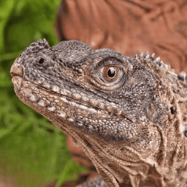 Adult Weber’s Sailfin Dragon for sale.