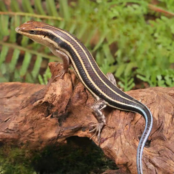 African Blue Tail Skink for sale.
