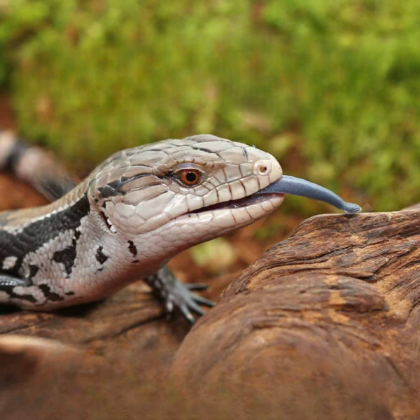 Baby Merauke Blue Tongue Skink for sale. - Image 3